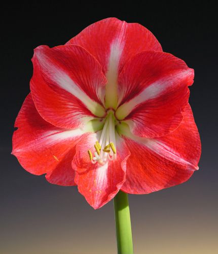 Amaryllis Flower Blossom