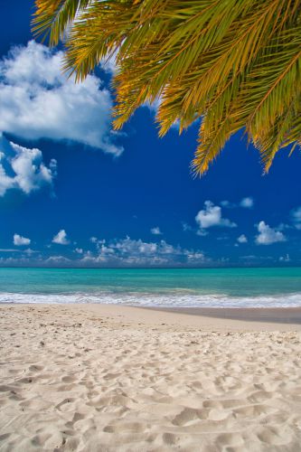Antigua - Runaway Beach and Palm Leafs