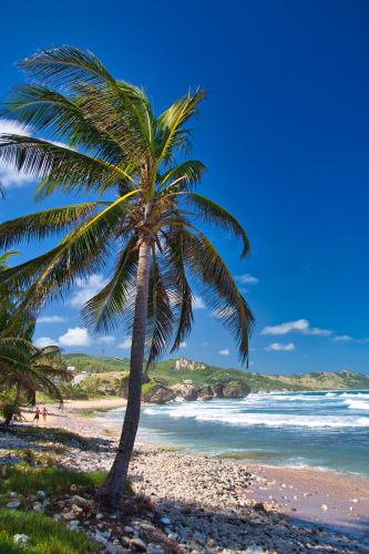 Barbados - Bathsheba Beach