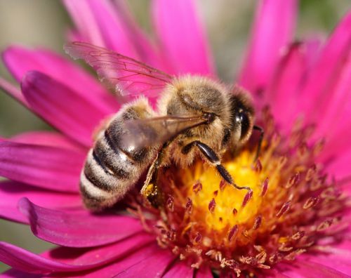 Bee sitting on a pink flower