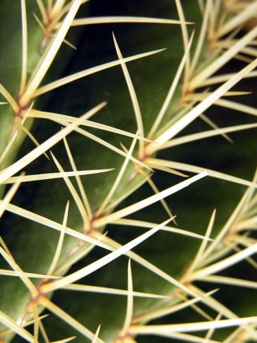 Cactus Close-Up