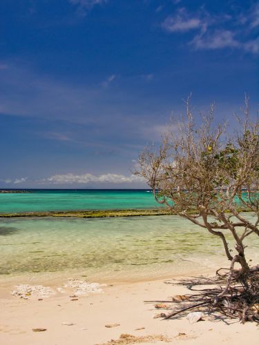 Caribbean - Aruba - Baby Beach and Tree