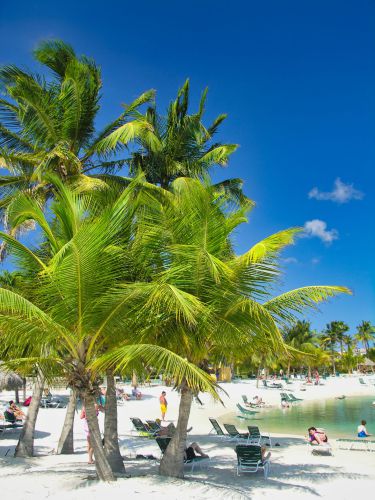 Caribbean - Aruba - Oranjestad - Renaissance Beach with Palm Trees