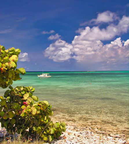 Caribbean - Aruba - Rodger's Beach with Busch and Boat