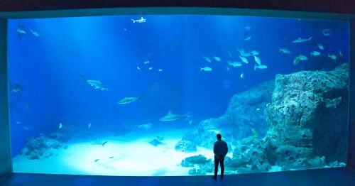 Daenemark - Kopenhagen - Aquarium Den Bla Planet - Panoramabecken