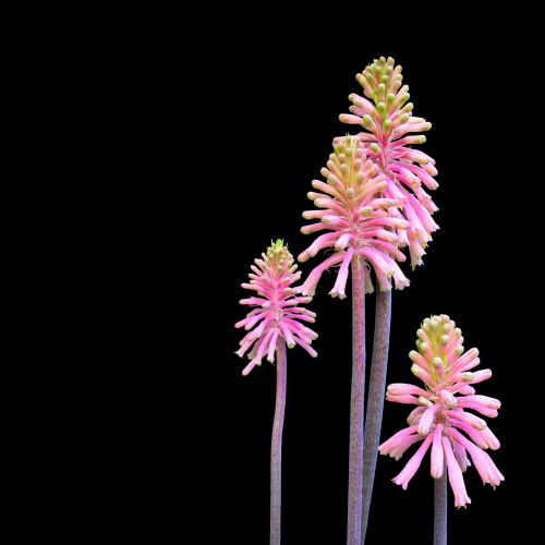Pink Flower Close-Up