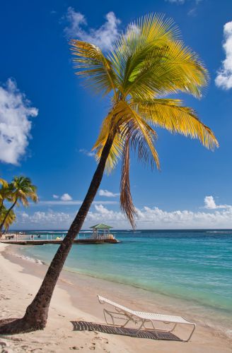 Guadeloupe - Sainte Anne - Beach - Plage de la Caravelle - Sun Lounger under a Palm Tree