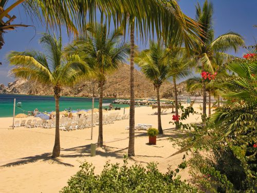 Mexico - Cabo San Lucas - Beach - Playa El Medano with Palm Trees and Sunbeds