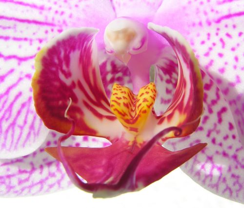 White Pink Orchid Close-Up