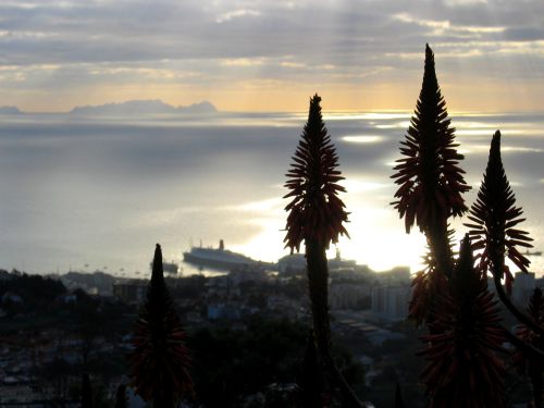 Portugal - Madeira - Landscape and Flowers at Sunset