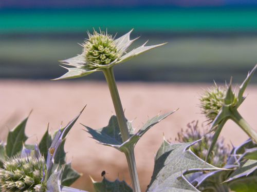 Thistle - Spain - Mallorca - Can Picafort - Playa del Muro