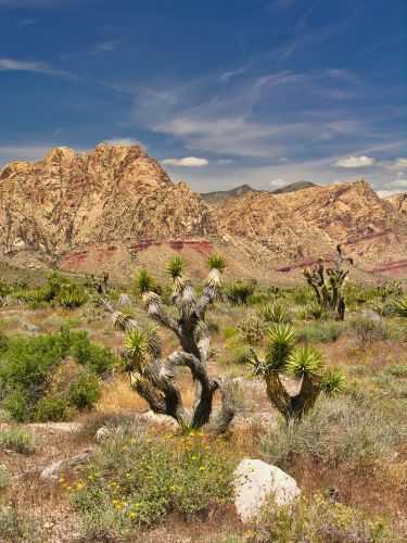 USA - Nevada - Las Vegas - Desert