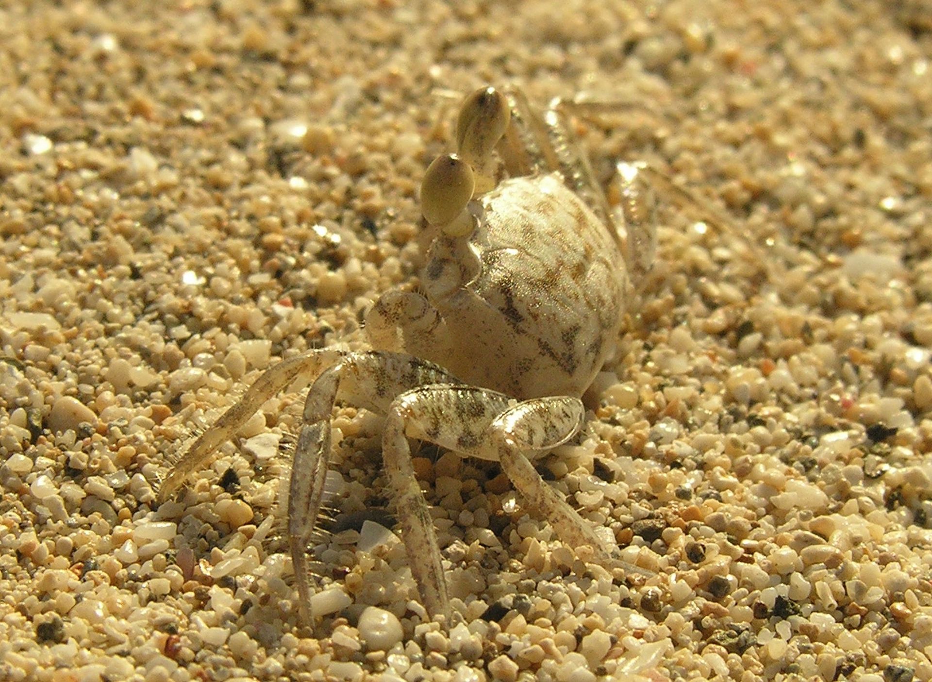 Beach Crab