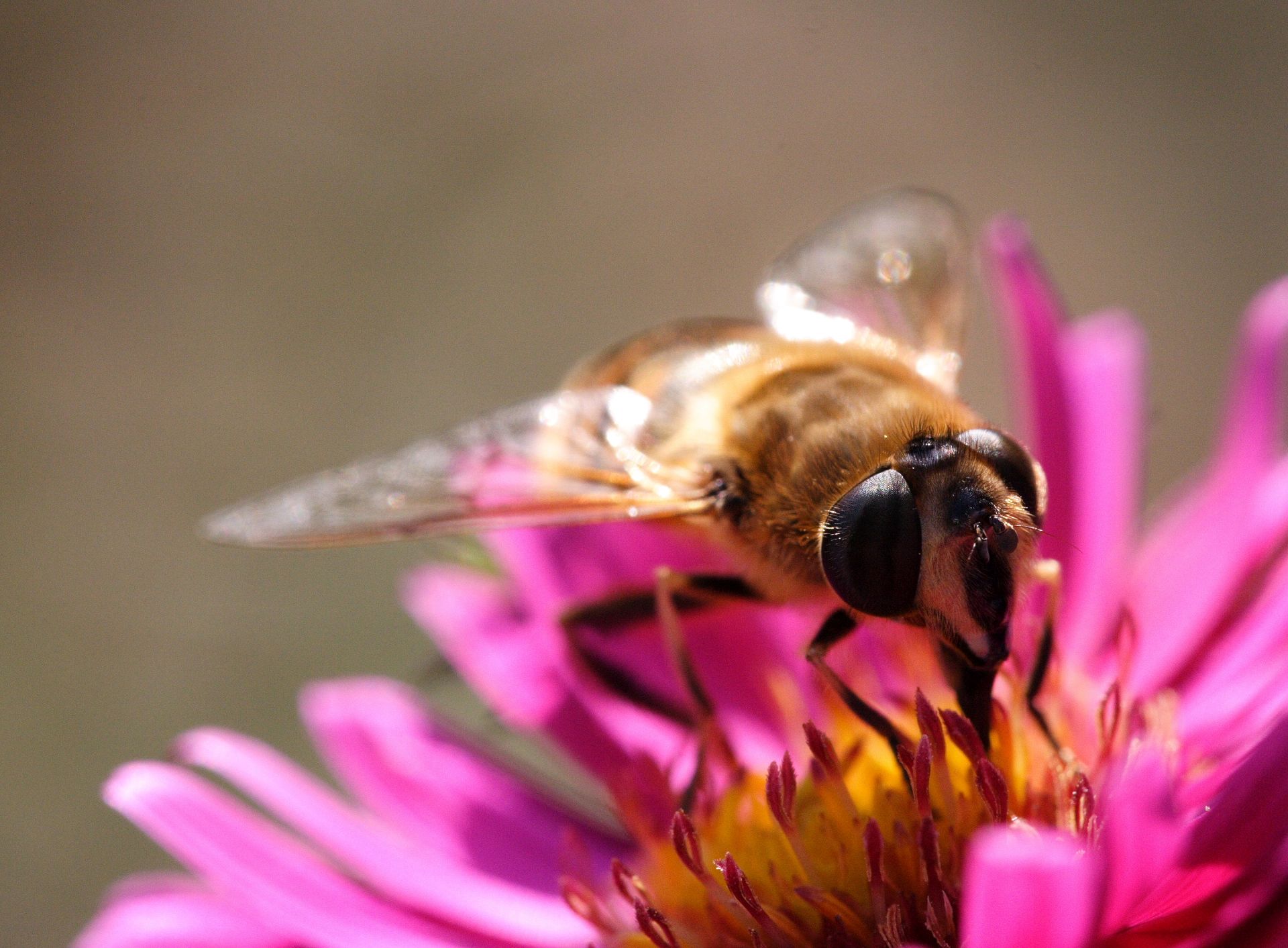 Bee sitting on a pink flower