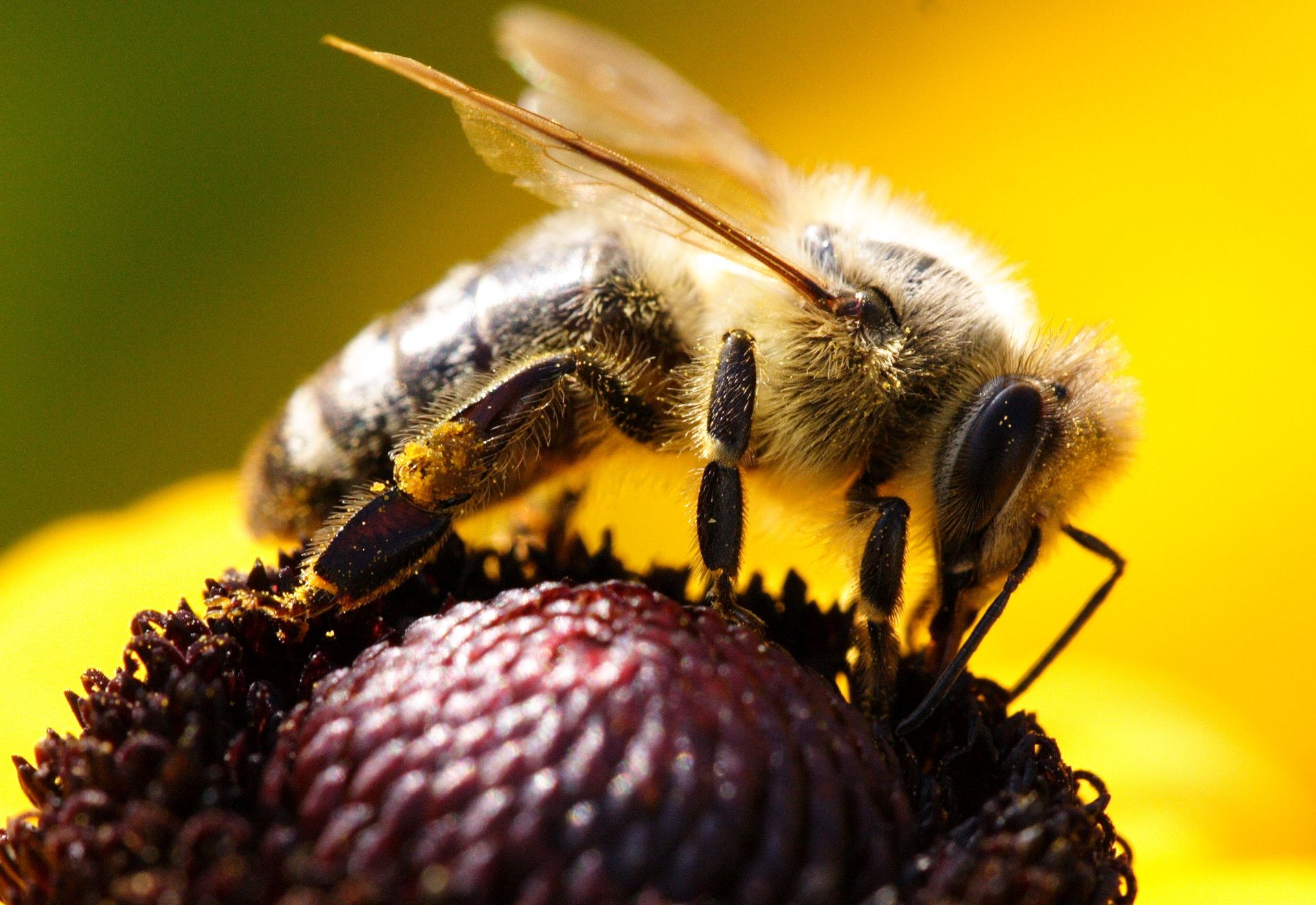 Bee sitting on a yellow flower