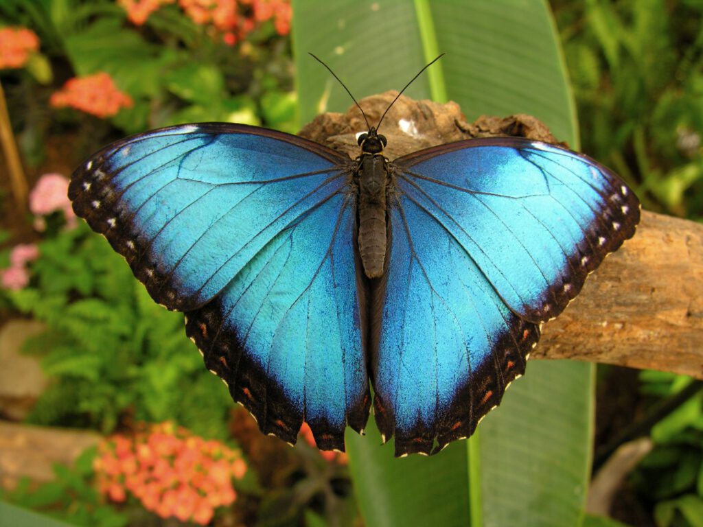 Blue Morpho Butterfly