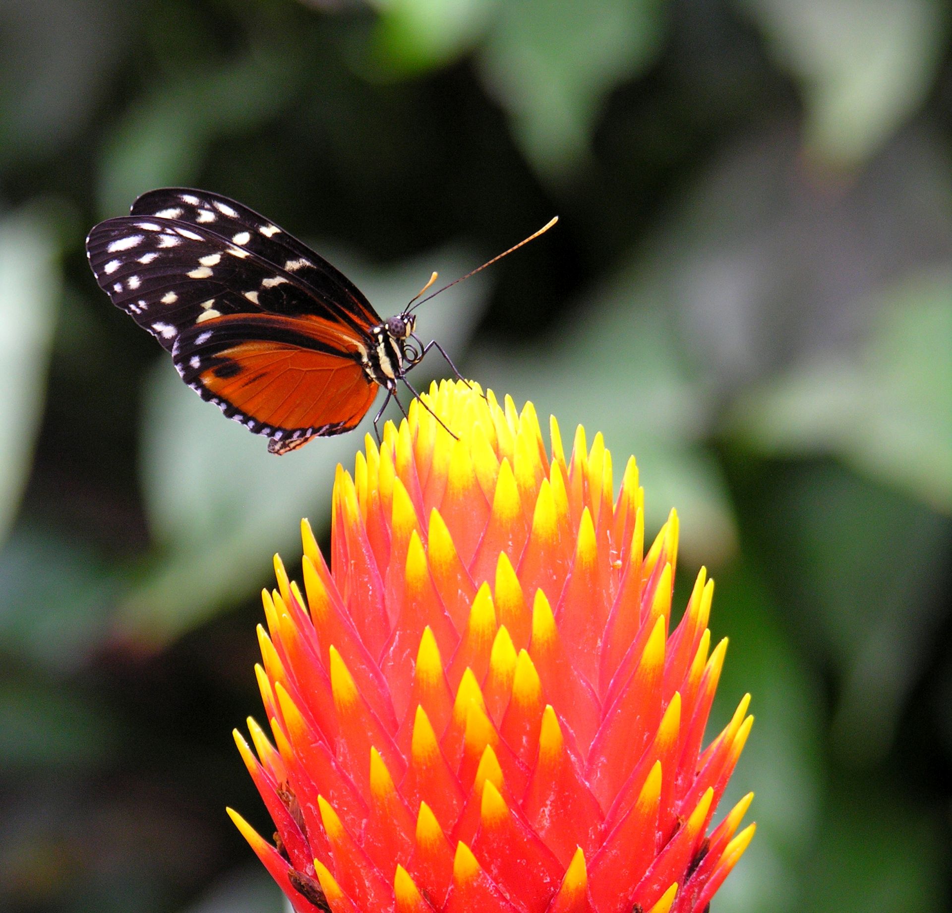 Butterfly sitting on a blossom