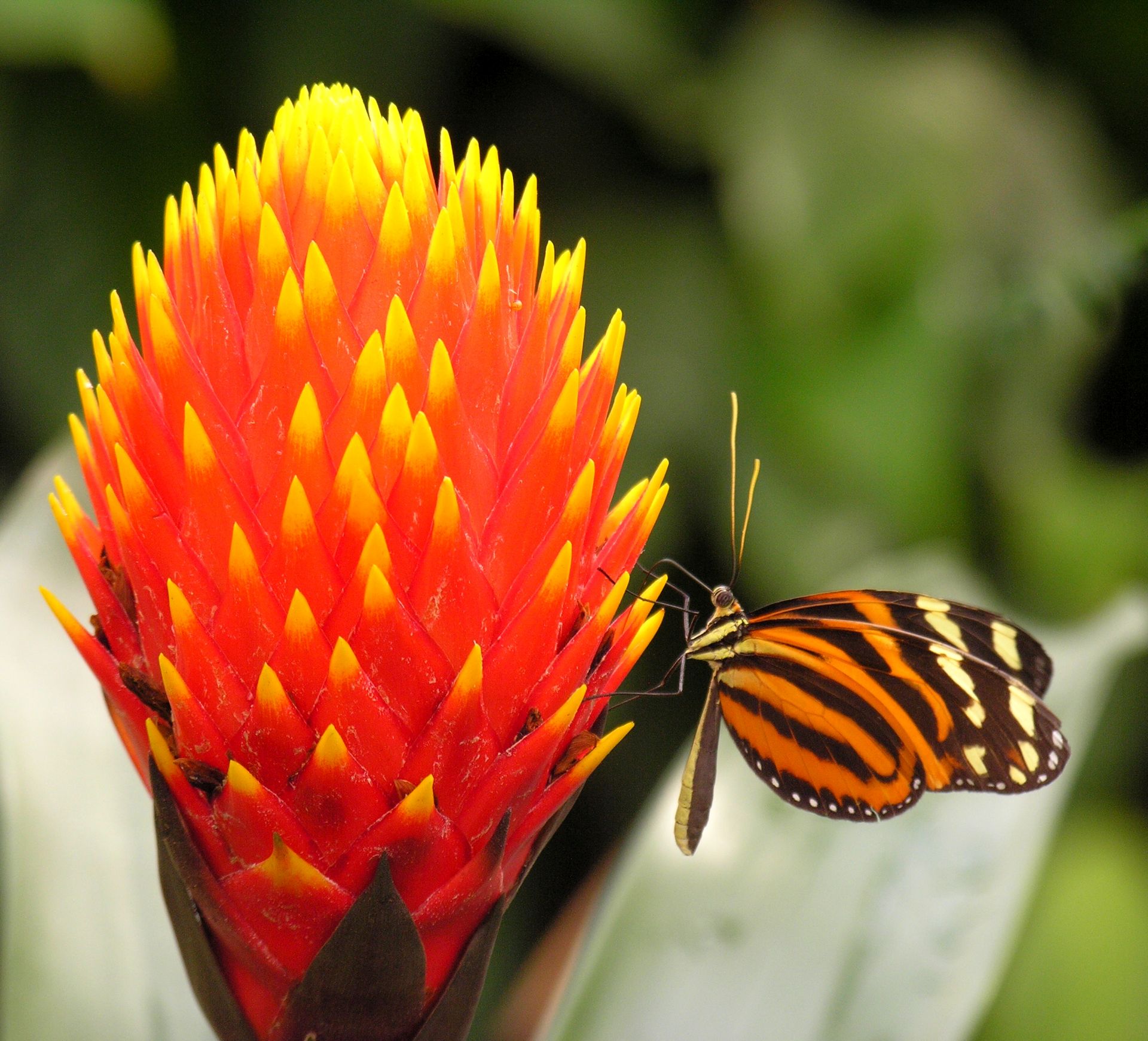 Butterfly sitting on a blossom