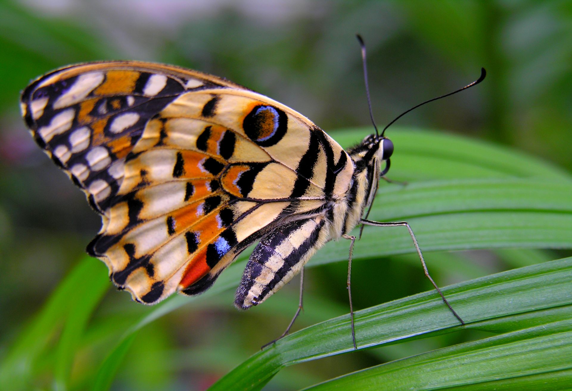 Butterfly sitting on a leaf