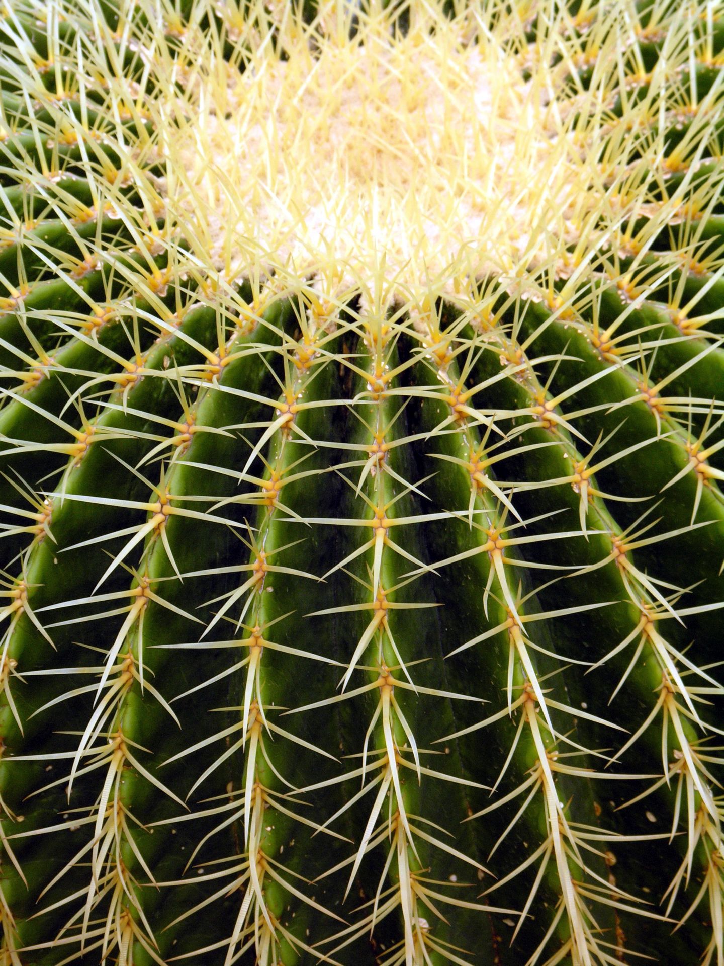Cactus