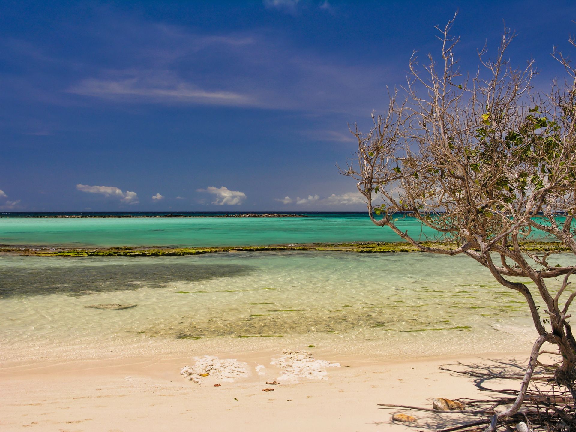 Caribbean - Aruba - Baby Beach and Tree