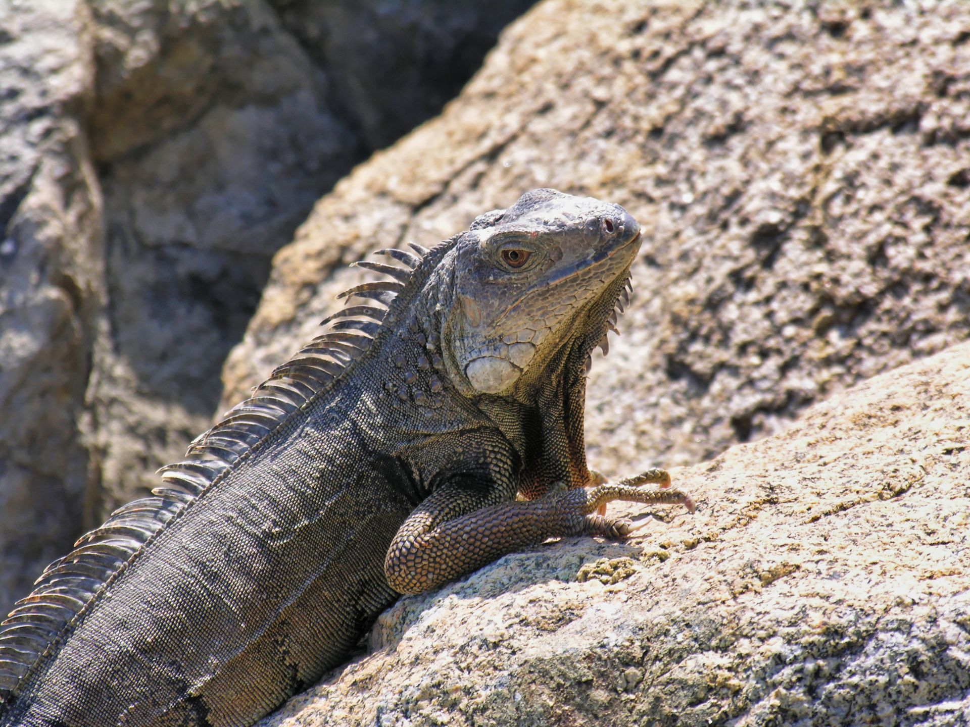 Iguana - Caribbean - Aruba - Oranjestad