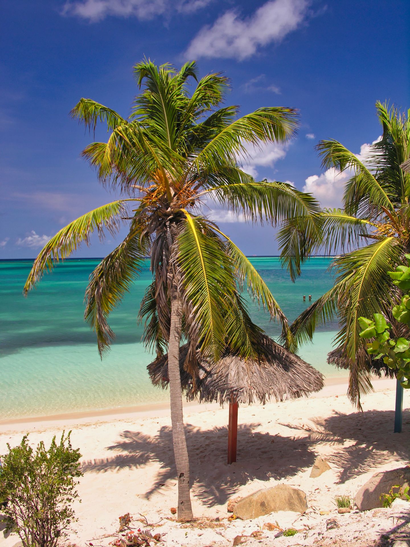 Caribbean - Aruba - Rodger's Beach with Palm Trees and Parasol
