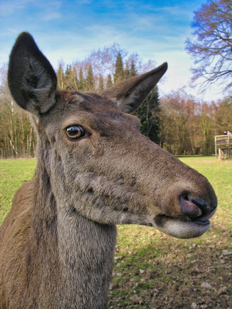 Deer Portrait
