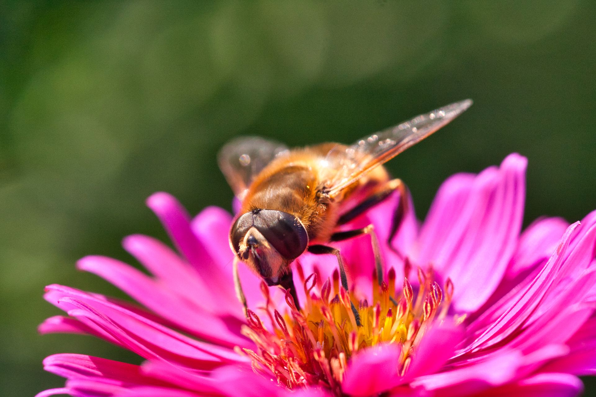 Fly sitting on a pink Flower