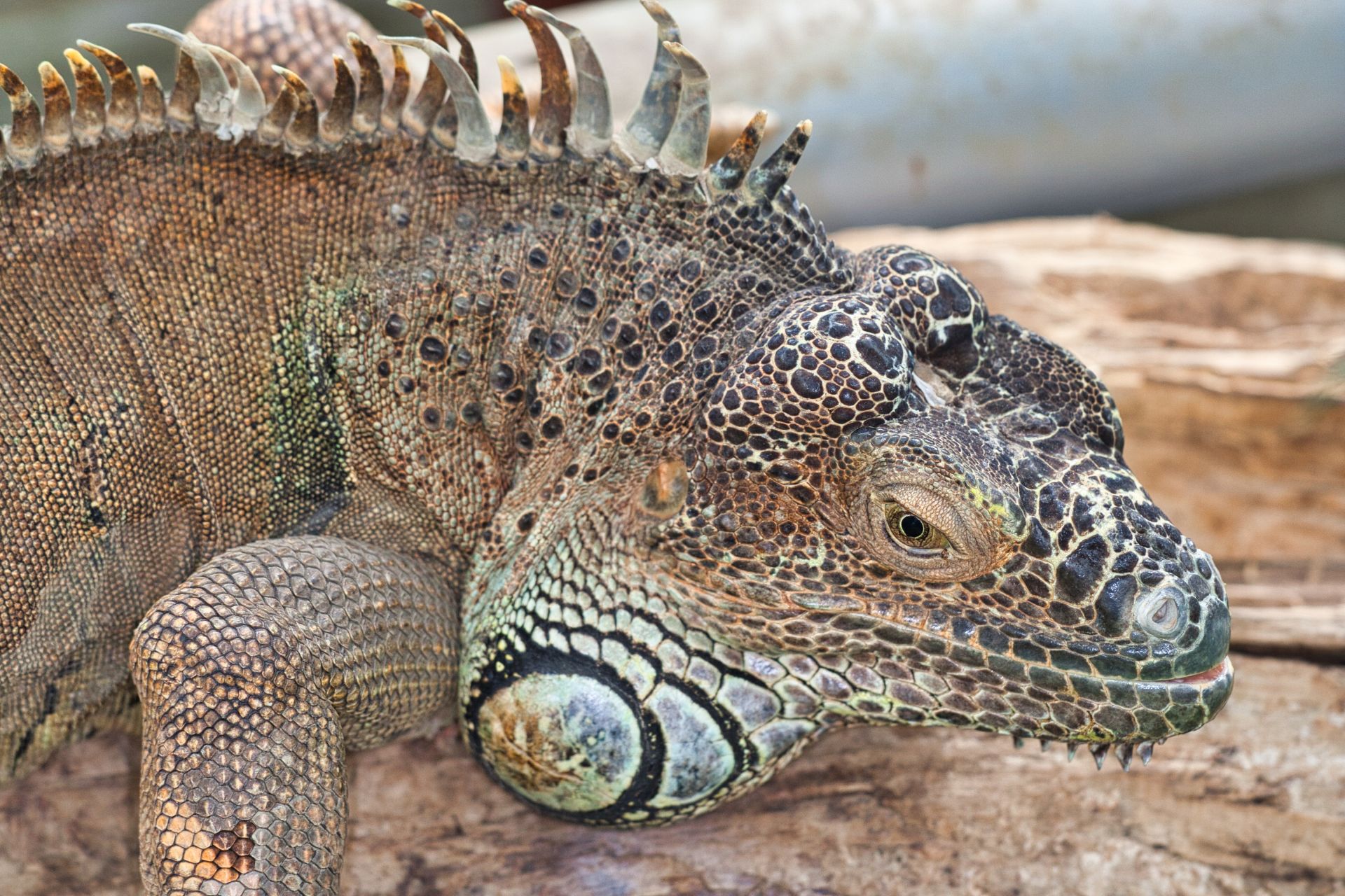 Iguana Portrait