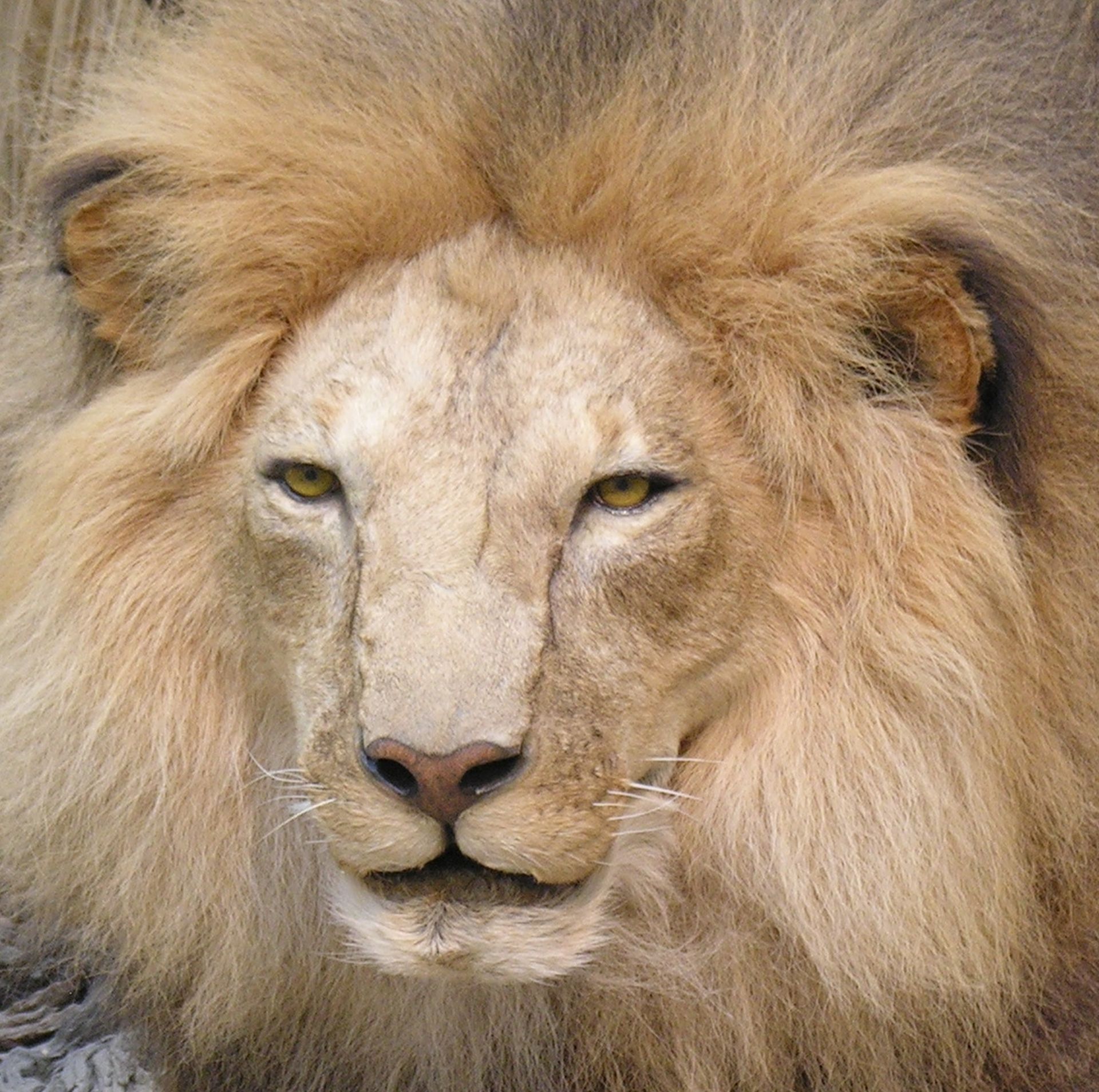 Lion Portrait