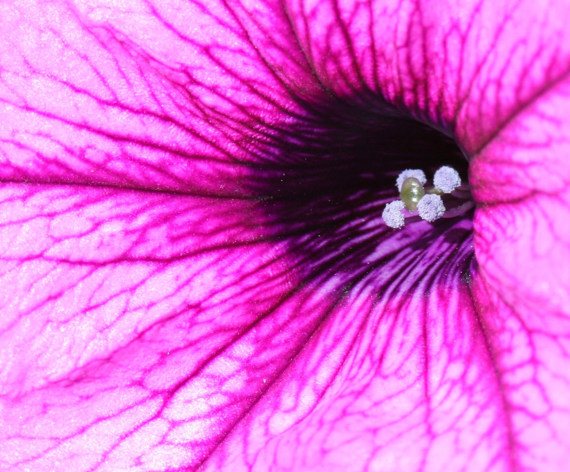Pink Flower Bossom Close-up