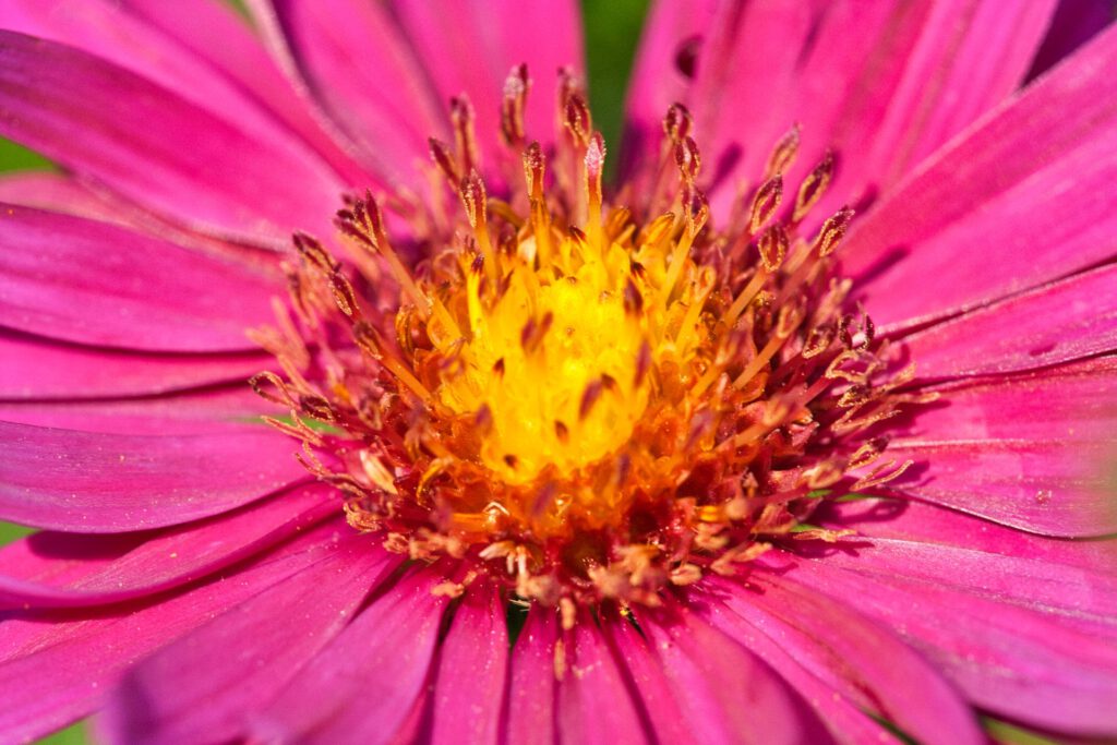 Pink Flower Closeup