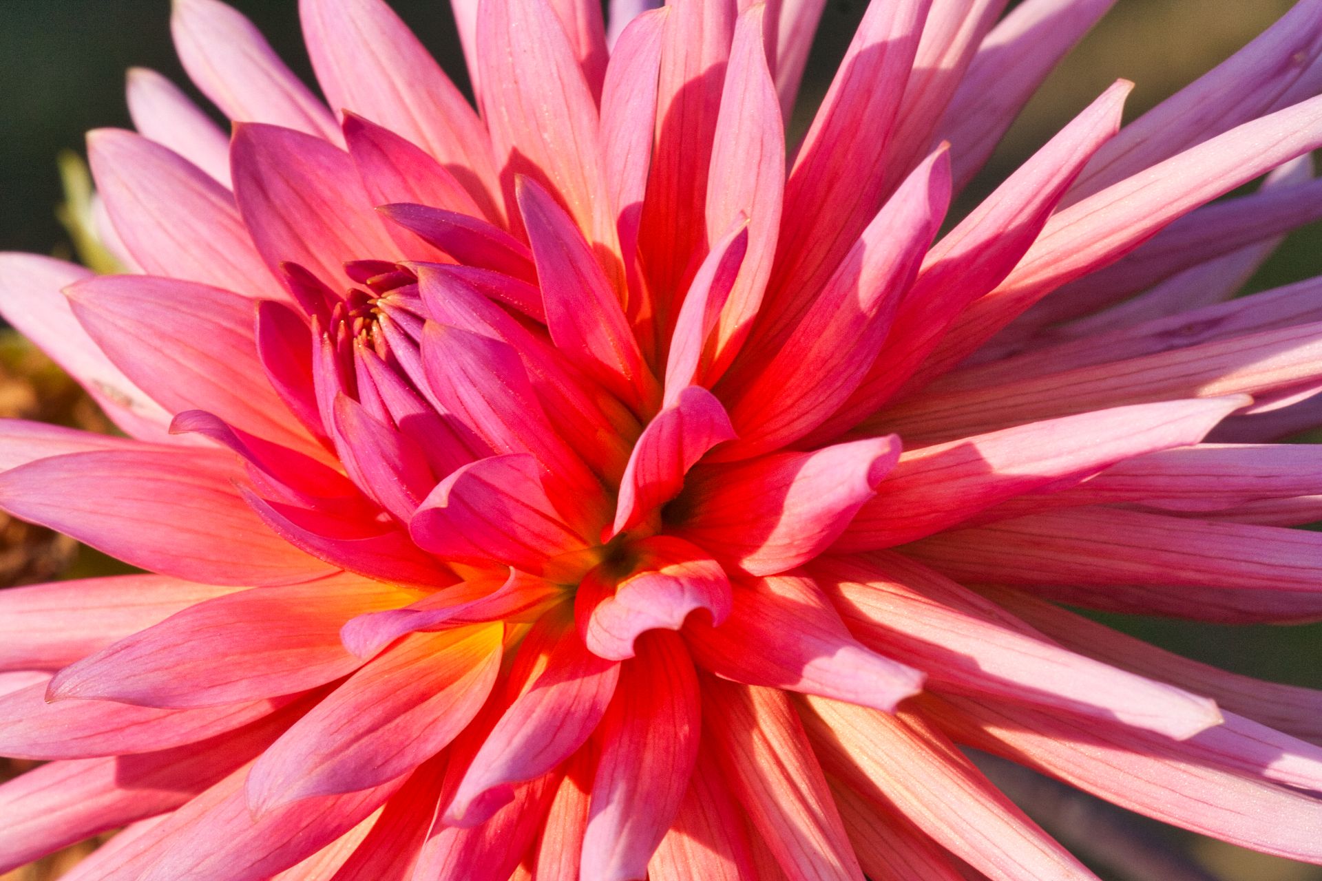 Pink Flower Closeup