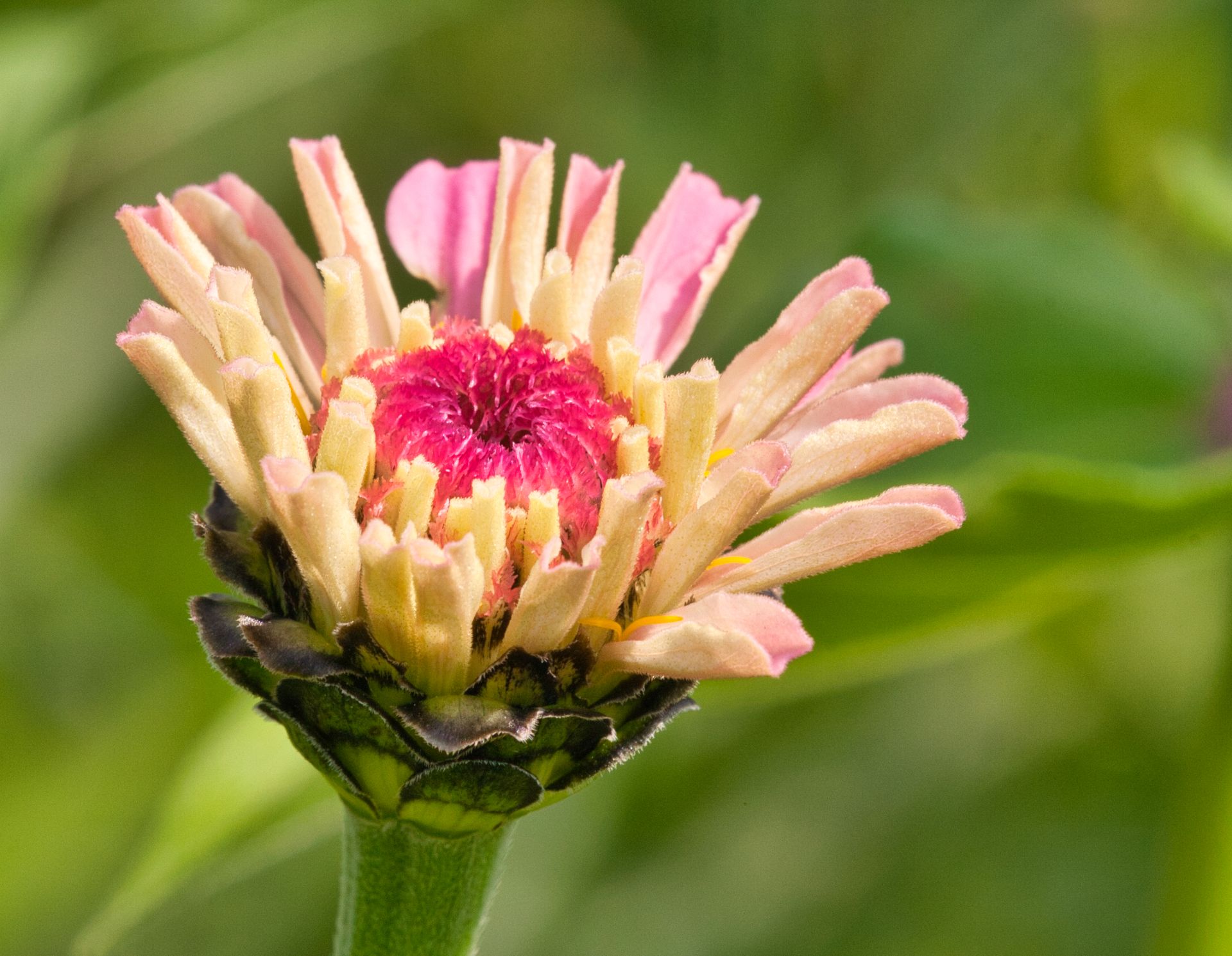 Pink and White Flower
