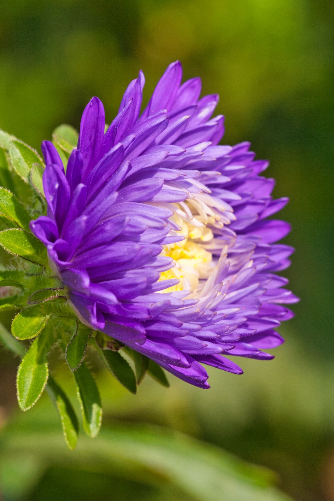 Purple and White Flower