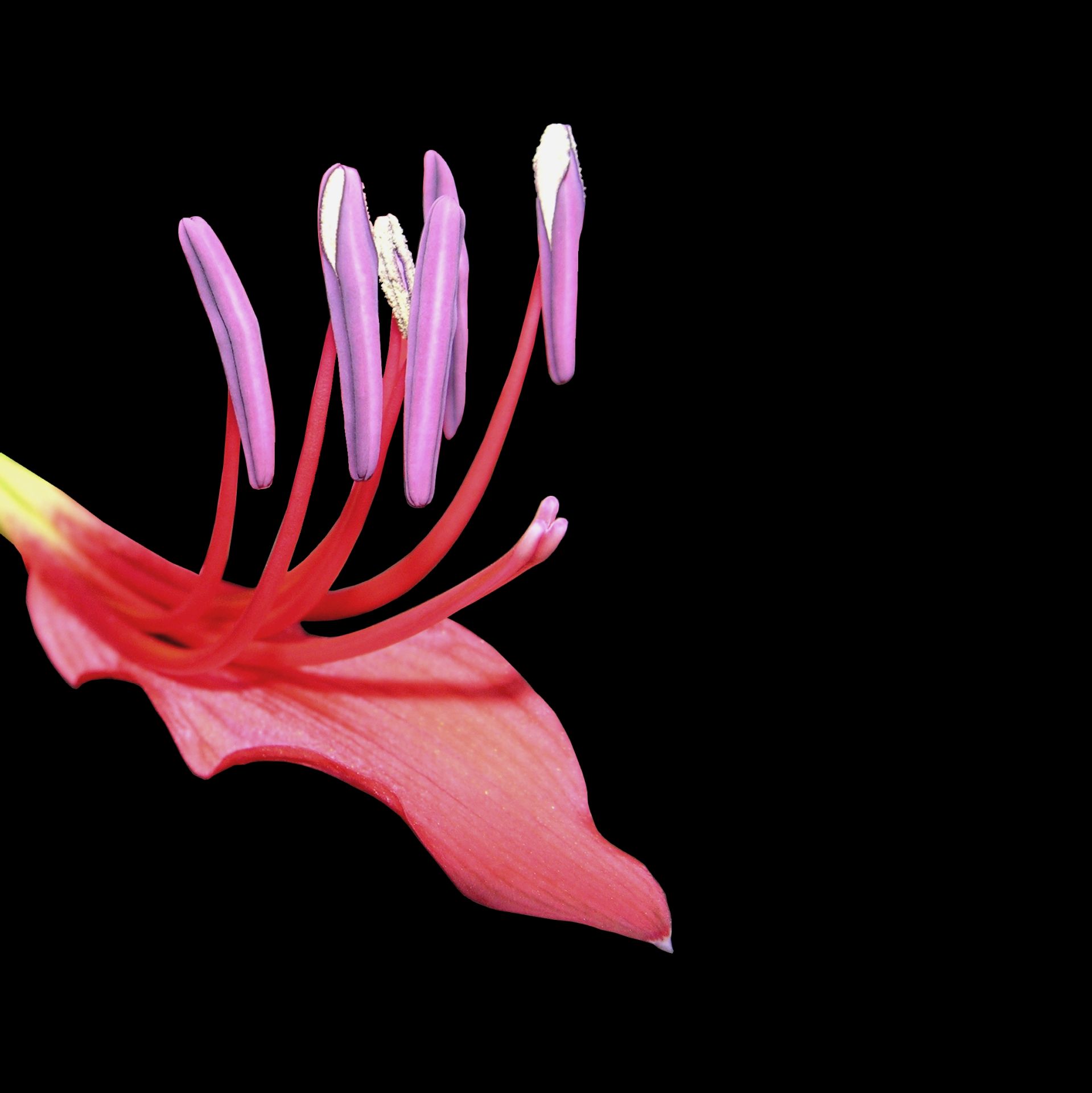 Red Blossom Close-Up