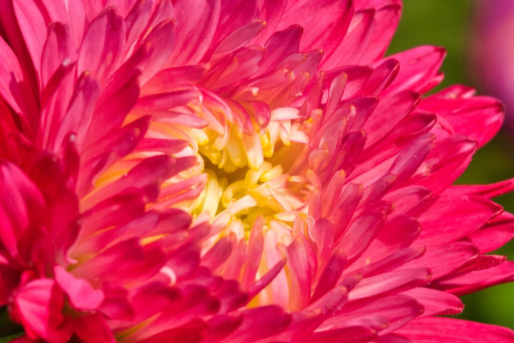 Red Flower Closeup