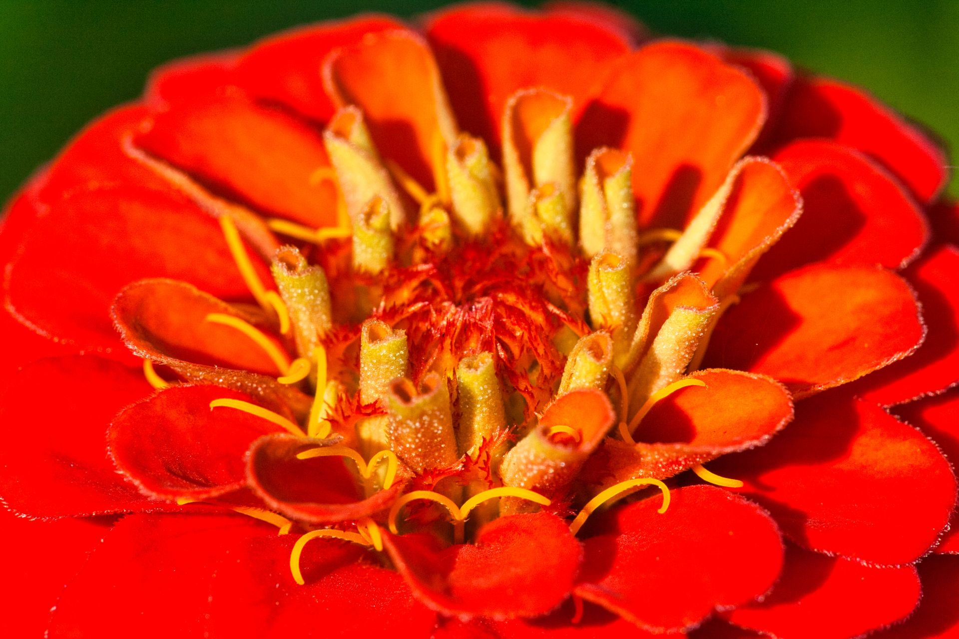 Red Flower Closeup