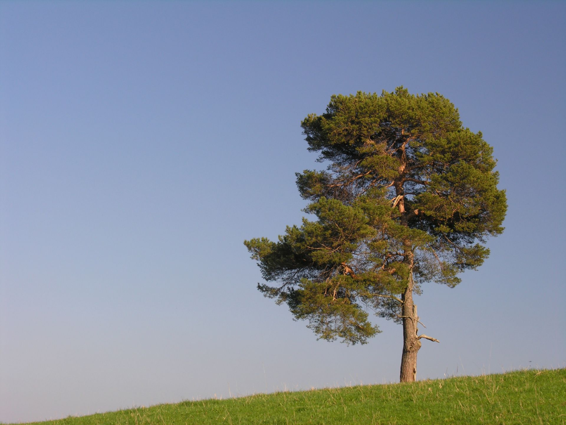 Single Tree