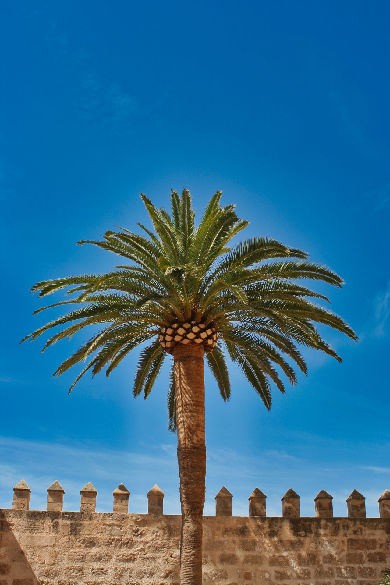 Spain - Mallorca - Palma - Palm Tree with Fortress Wall