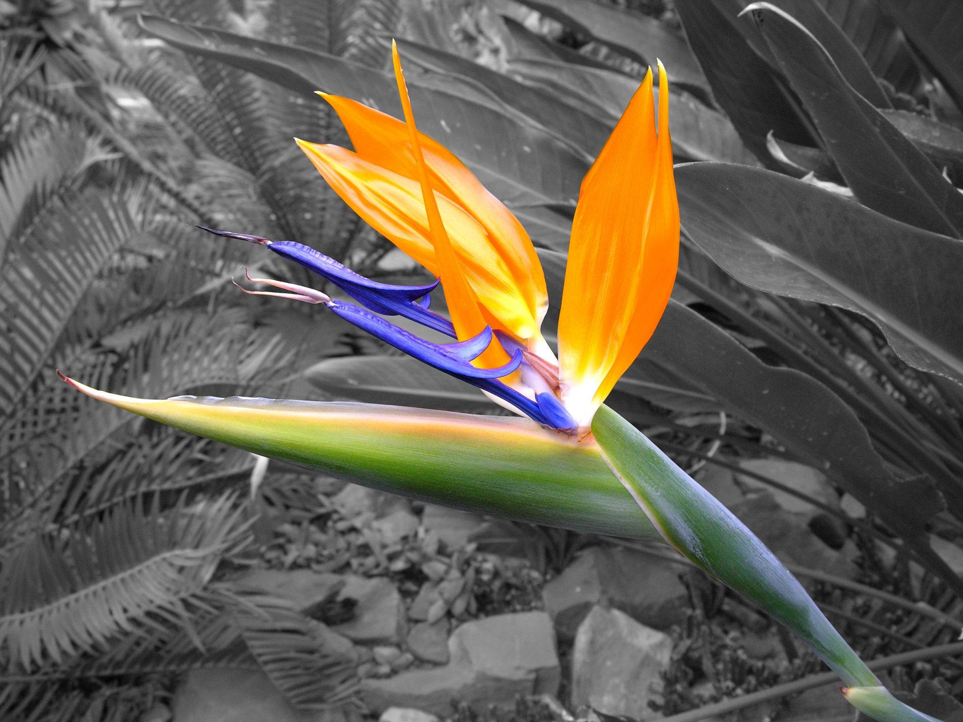 Strelitzia Flower
