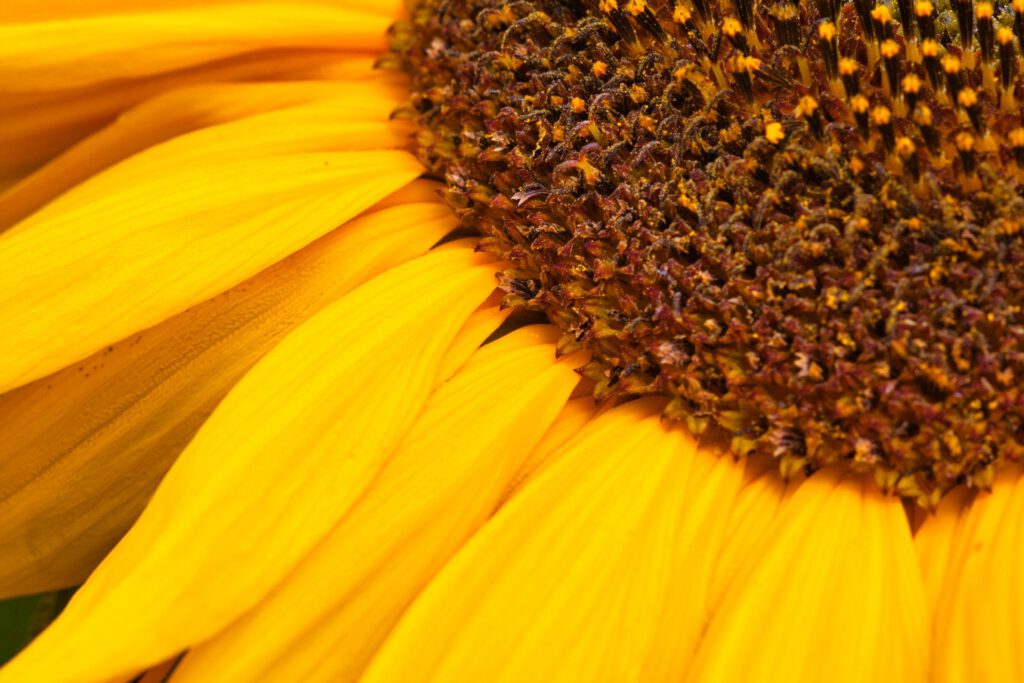 Sunflower Closeup