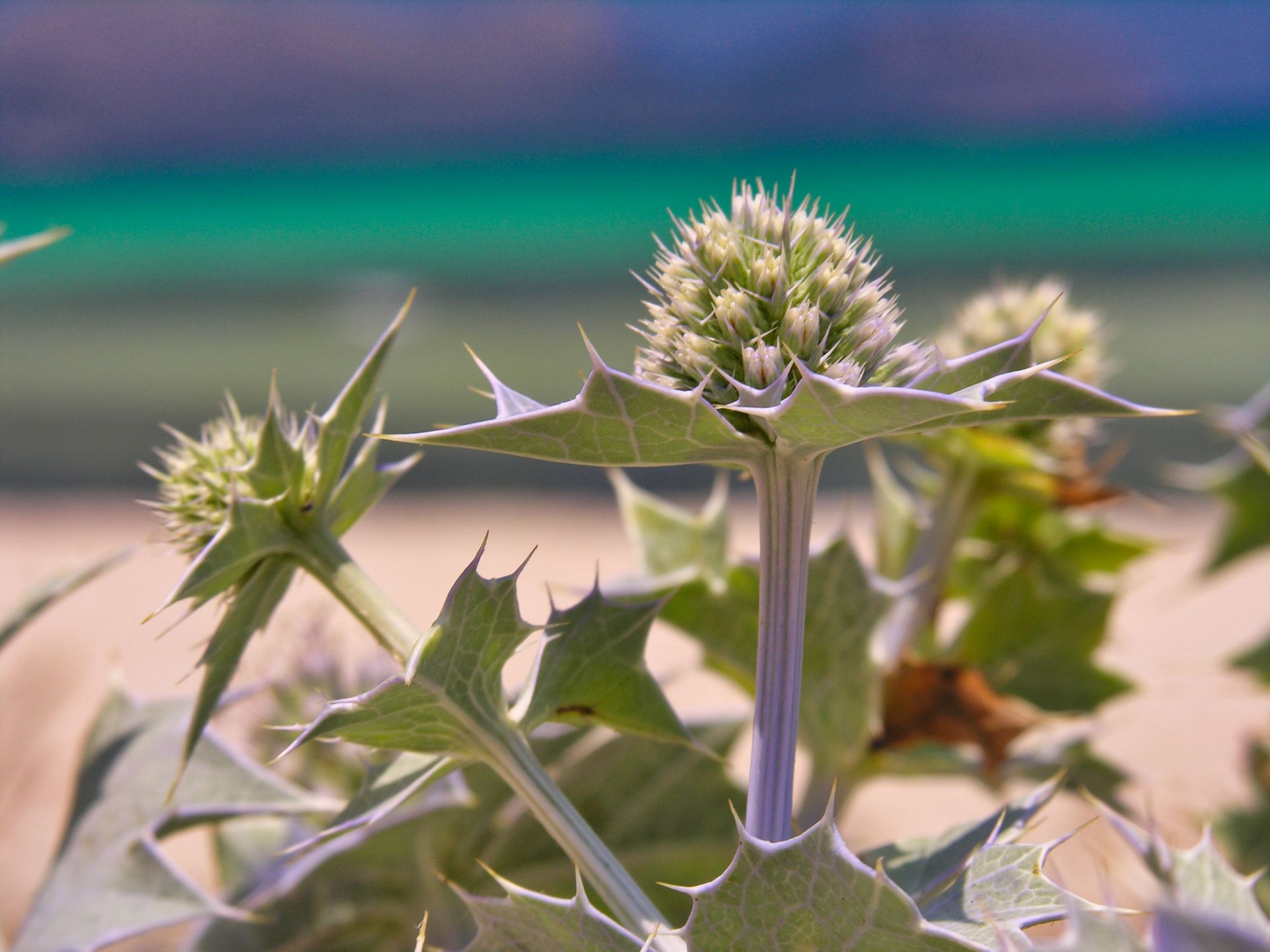 Thistle - Spain - Mallorca - Can Picafort - Playa del Muro