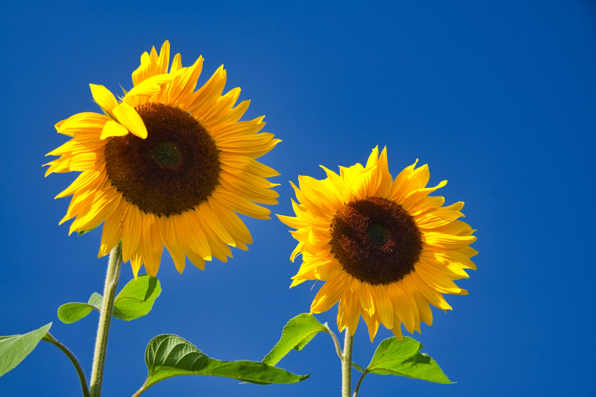 Two Sunflowers