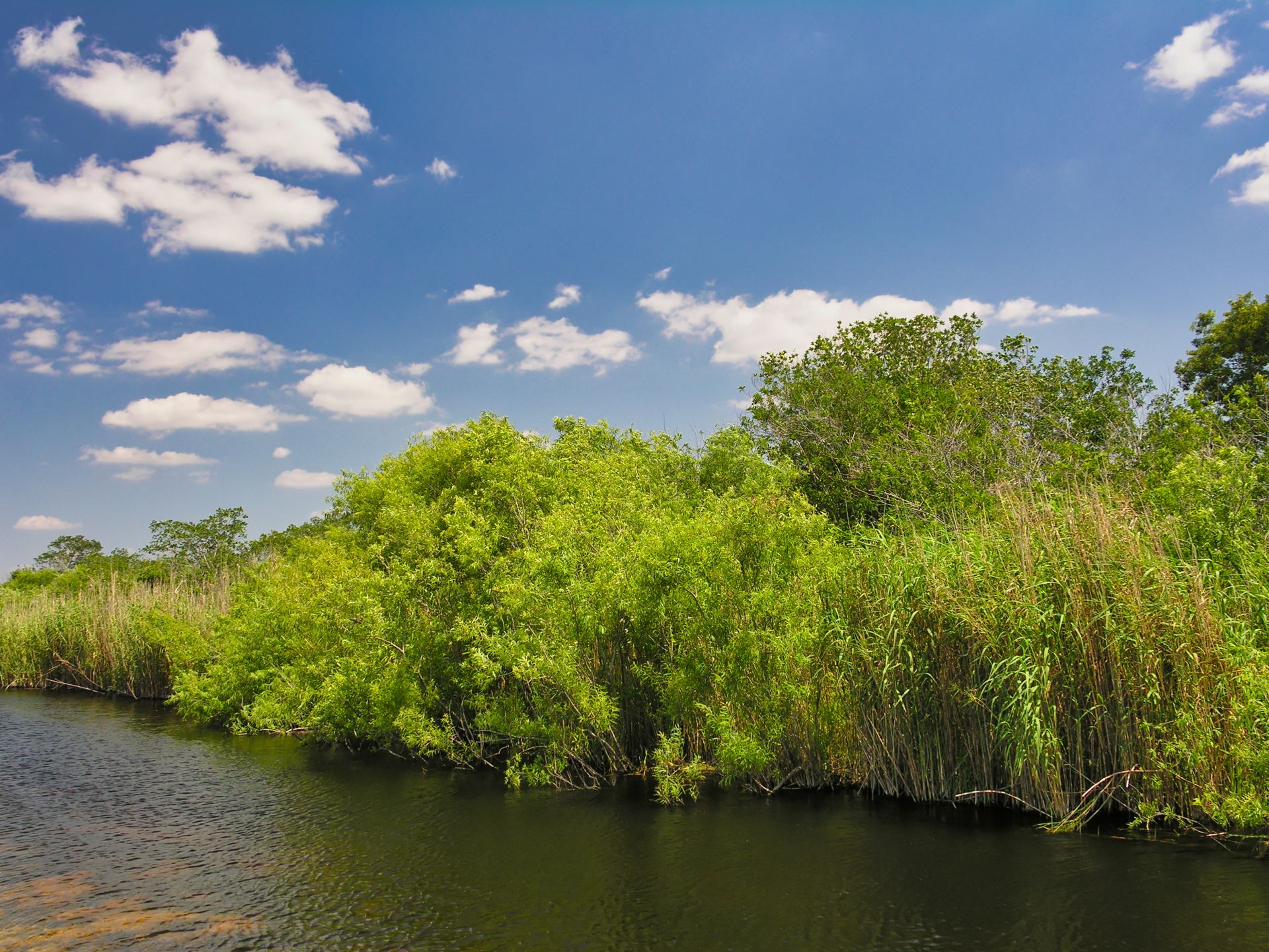 USA - Florida - Everglades